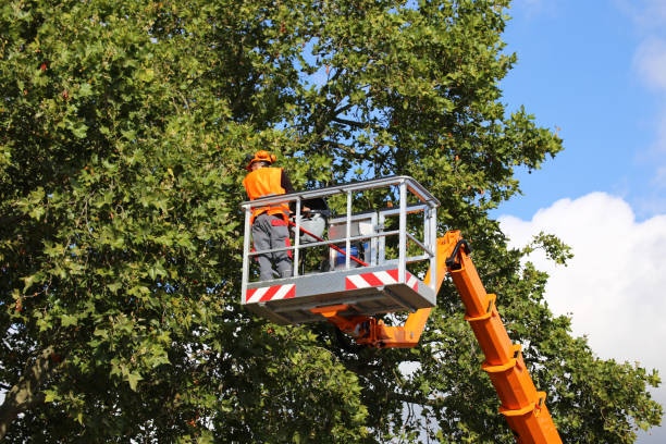 Best Tree Planting  in USA